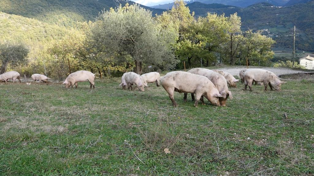 Valle Del Belvedere 斯波莱托 外观 照片